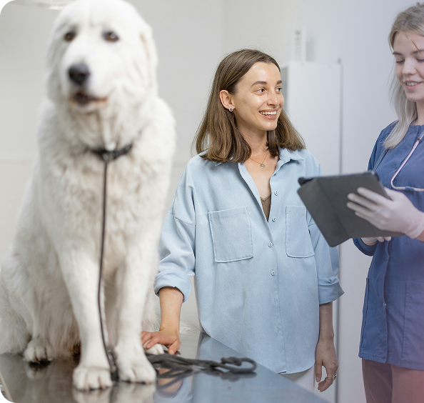 Rectangle v NF Bright Cat Marketing