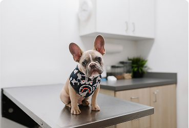 jsb co KXYplLXxE unsplash v NF Bright Cat Marketing