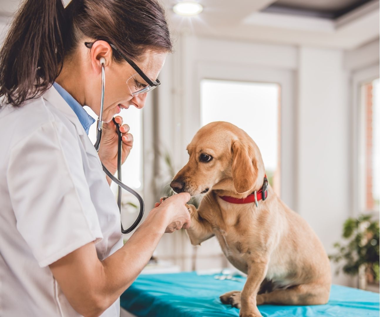 veterinarian at work veterinarian at work